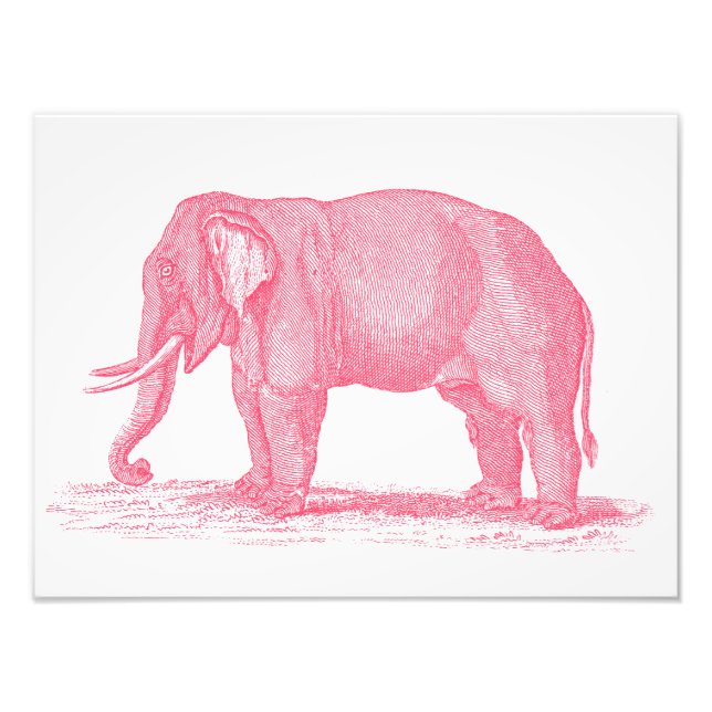 Vintage Rosa Elephant 1800s Elephants Illustration Fototryck (Framsidan)