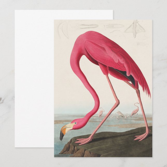 Vintage Rosa Flamingo Audubon Inbjudningar (Fram/baksida)