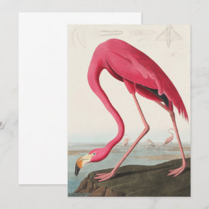 Vintage Rosa Flamingo Audubon Inbjudningar