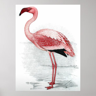 Vintage Rosa Flamingo Painting Poster