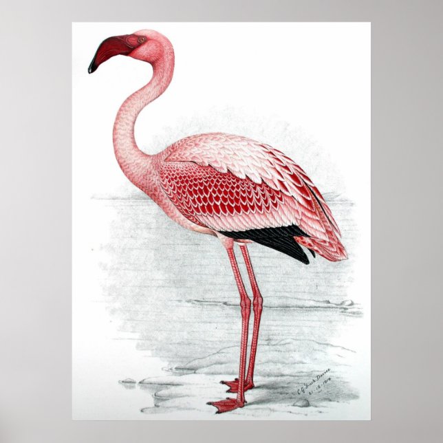 Vintage Rosa Flamingo Painting Poster (Framsidan)