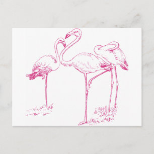 Vintage Rosa Flamingo Teckning Vykort