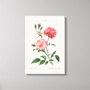 Vintage Rosa Flowers Canvastryck