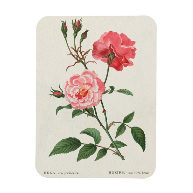 Vintage Rosa Flowers Magnet (Vertikal)