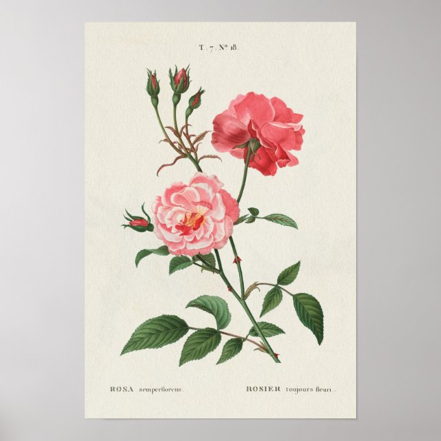Vintage Rosa Flowers Poster (Framsidan)