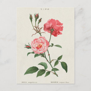 Vintage Rosa Flowers Vykort