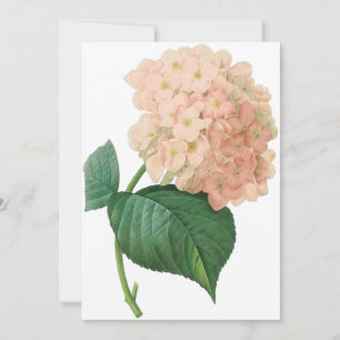 Vintage Rosa Hydrangea Flower, Redoute-inbjudan