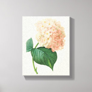 Vintage Rosa Hydrangea Hortensia Blomma av Redoute Canvastryck