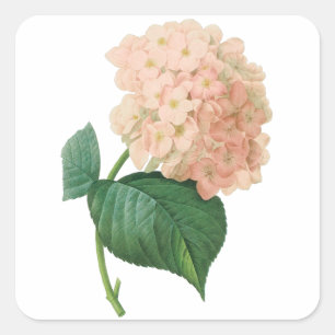 Vintage Rosa Hydrangea Hortensia Blomma av Redoute Fyrkantigt Klistermärke