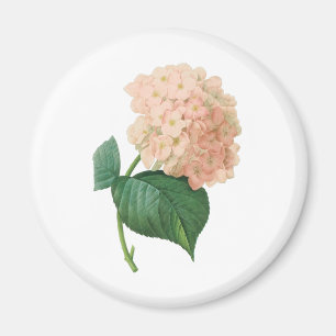 Vintage Rosa Hydrangea Hortensia Blomma av Redoute Magnet