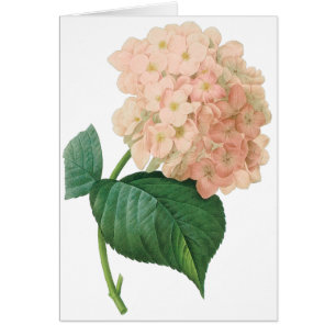 Vintage Rosa Hydrangea Hortensia Blomma av Redoute OBS Kort