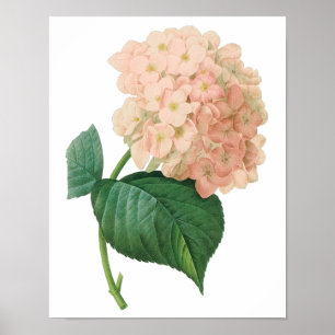 Vintage Rosa Hydrangea Hortensia Blomma av Redoute Poster