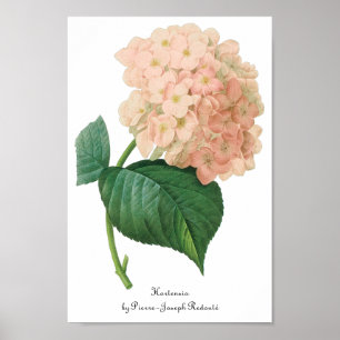 Vintage Rosa Hydrangea Hortensia Flower by Redoute Poster