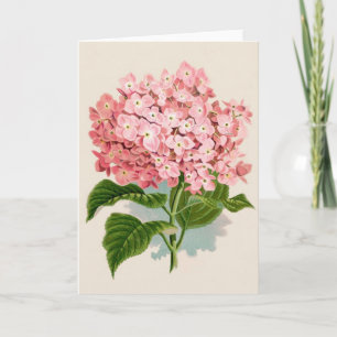 Vintage Rosa Hydrangea Kort