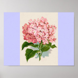 Vintage Rosa Hydrangea Poster