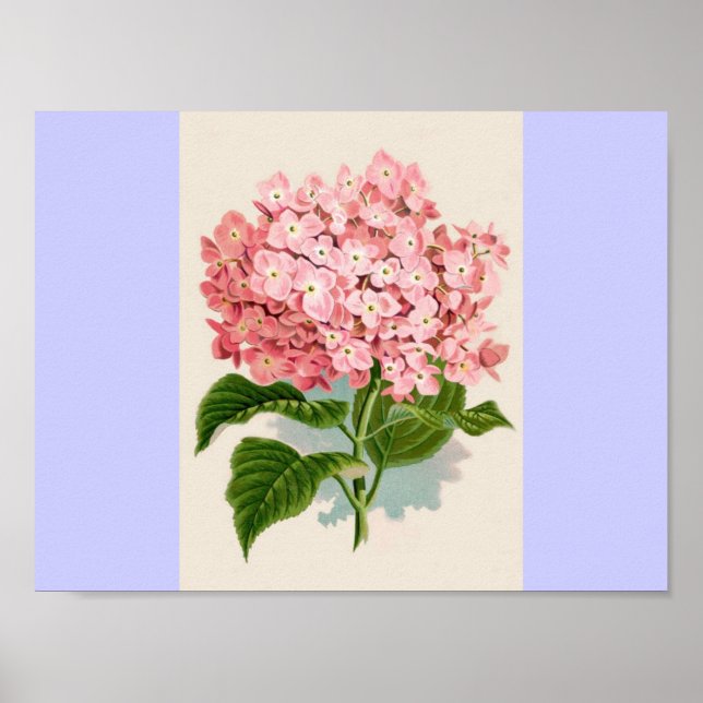 Vintage Rosa Hydrangea Poster (Framsidan)