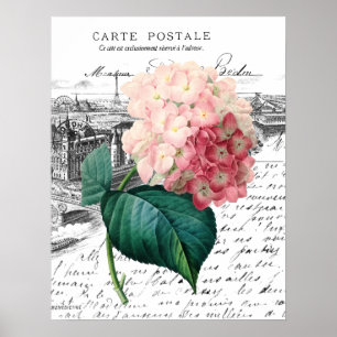 Vintage Rosa Hydrangea Poster