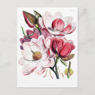 Vintage Rosa Magnolia Flower Botany Illustration Vykort