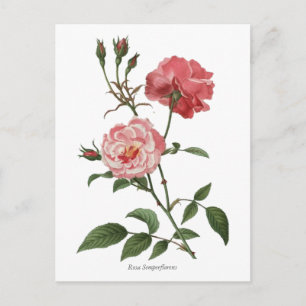 Vintage Rosa ros Botaniskt utskrift Vykort