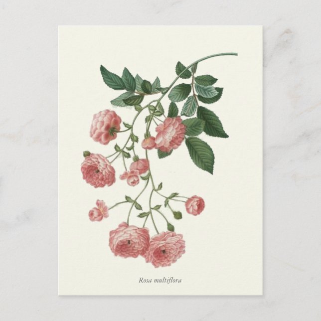 Vintage Rosa ros Botaniskt utskrift Vykort (Framsida)