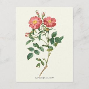 Vintage Rosa ros Botaniskt utskrift Vykort