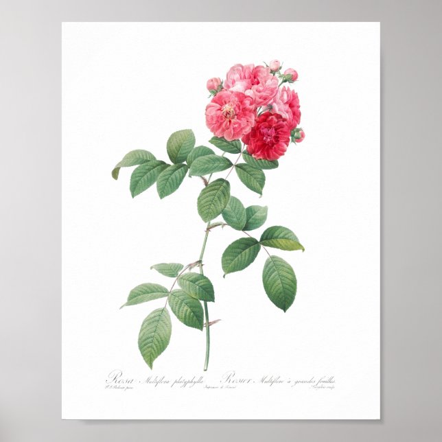 Vintage Rosa ros Feminist Garden Poster (Framsidan)