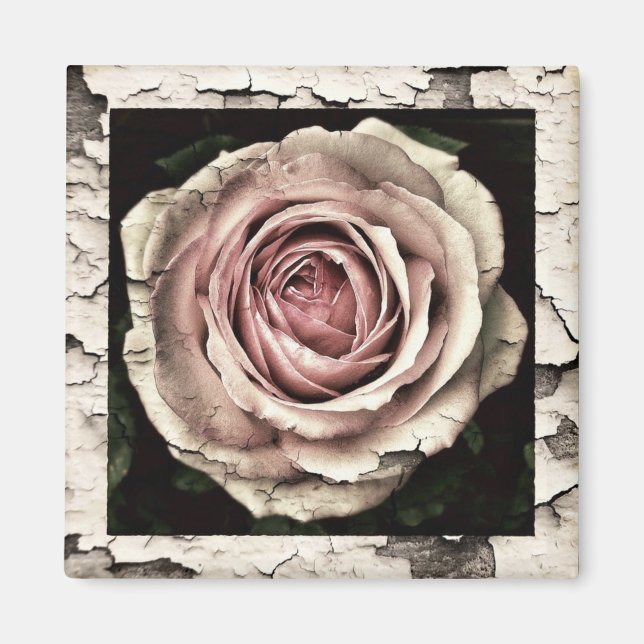 Vintage Rosa ros Magnet (Framsidan)