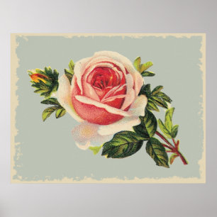 Vintage Rosa ros Poster