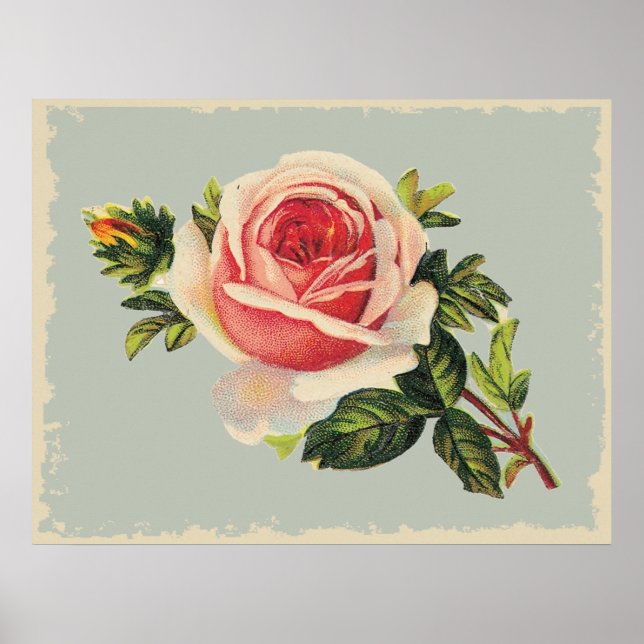 Vintage Rosa ros Poster (Framsidan)