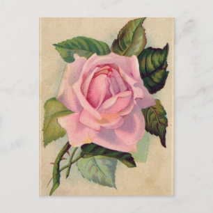 Vintage Rosa ros vykort
