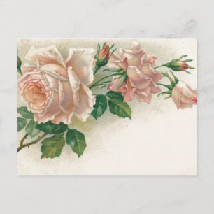 Vintage Rosa ros Vykort