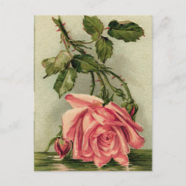 Vintage Rosa ros Vykort