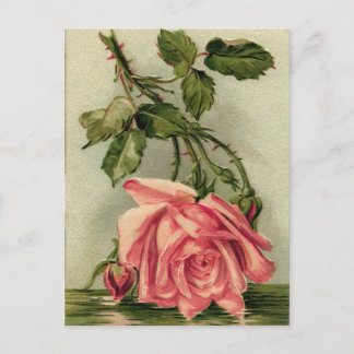 Vintage Rosa ros Vykort
