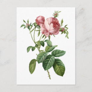 Vintage rosa rosa botanisk illustration, Redoute Vykort