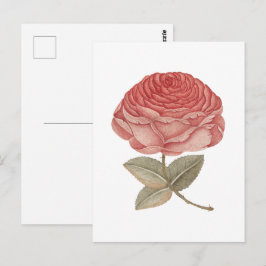 Vintage rosa rosa illustration vykort