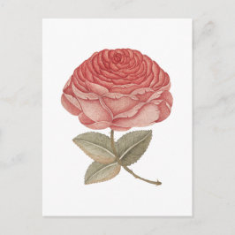 Vintage rosa rosa illustration vykort