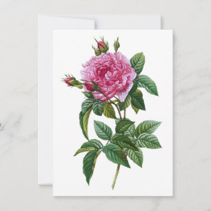 Vintage Rosa Rosa  Kort