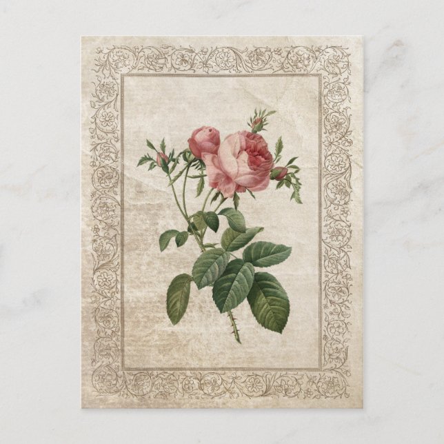 Vintage Rose III Vykort (Framsida)