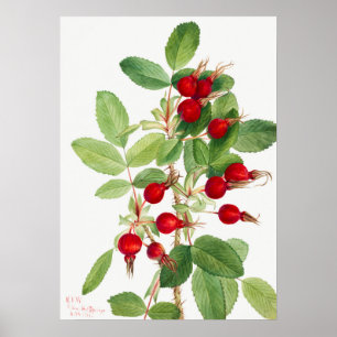 Vintage Rosehöftbild Poster