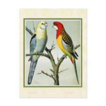 Vintage Rosella Parakeets Illustration