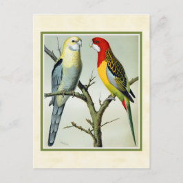 Vintage Rosella Parakeets Illustration Vykort