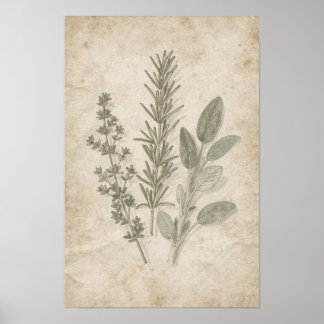 Vintage Rosemary Timjan Salvia Herbaria Poster