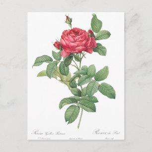 Vintage Rosillustration Vykort