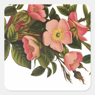 Vintage Rosor Vacker Rosa Botanisk Fyrkantigt Klistermärke