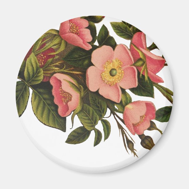 Vintage Rosor Vacker Rosa Botanisk Magnet (Framsidan)