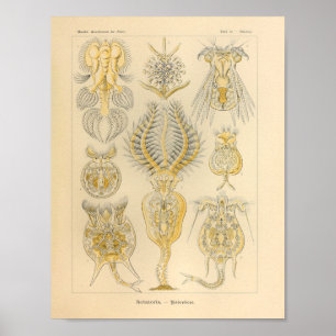 Vintage Rotatoria Färg Ernst Haeckel Skriv ut Poster