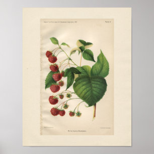 Vintage Royal Church Raspberry Print Poster