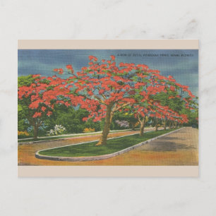 Vintage Royal Poinciana Träd Miami Florida Vykort