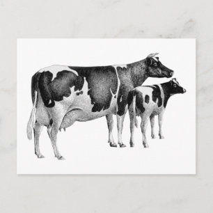 Vintage Rustic Farm Cow Calf Teckning Black White Vykort