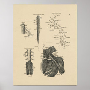 Vintage Ryggnässelfeber Anatomy 1880 Print Poster